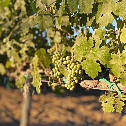 Viñas San Valentín-0