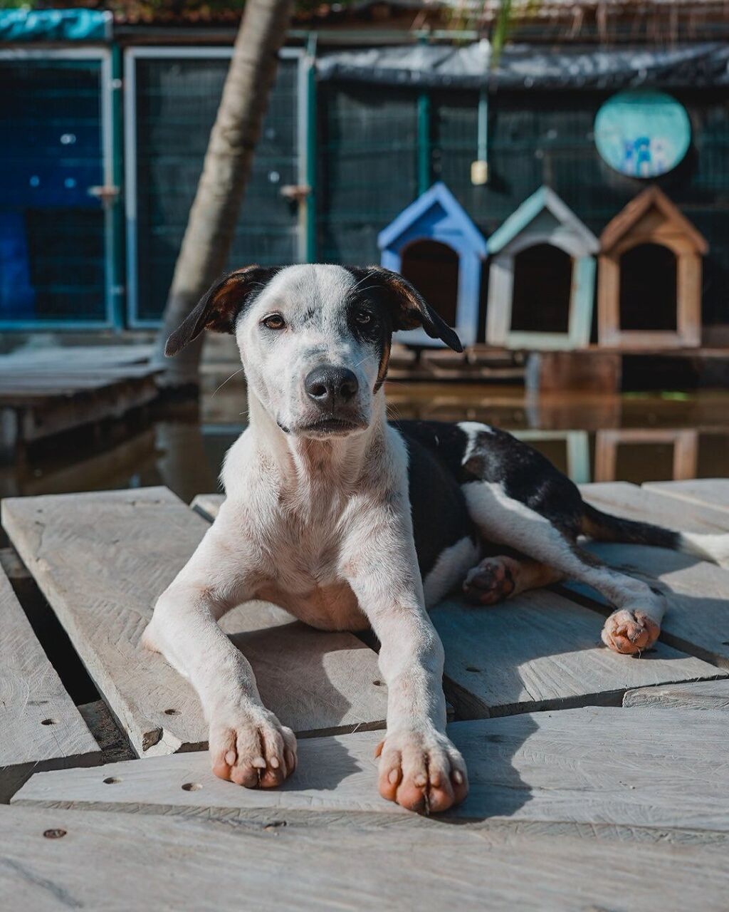 Refugio Animal Holbox-1