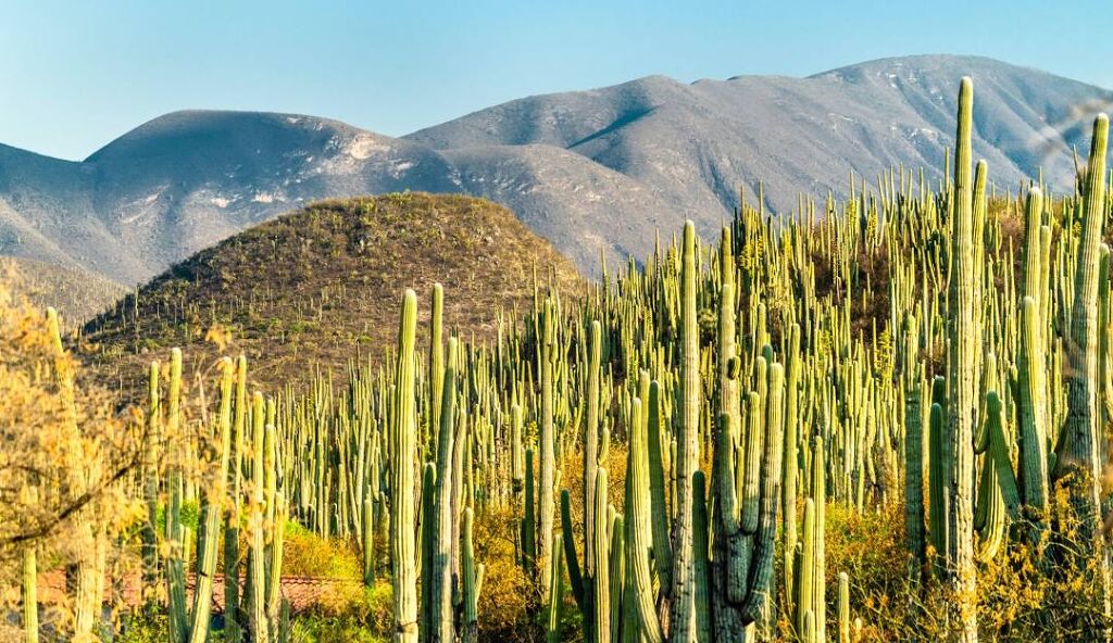 Reserva de la biosfera de Tehuacán-Cuicatlán-1