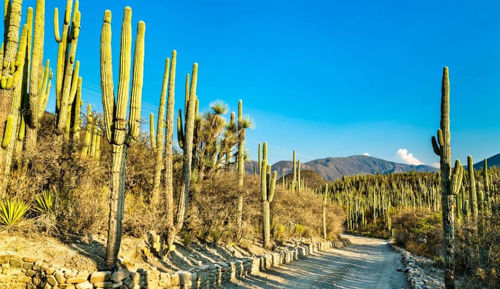 Reserva de la biosfera de Tehuacán-Cuicatlán-0
