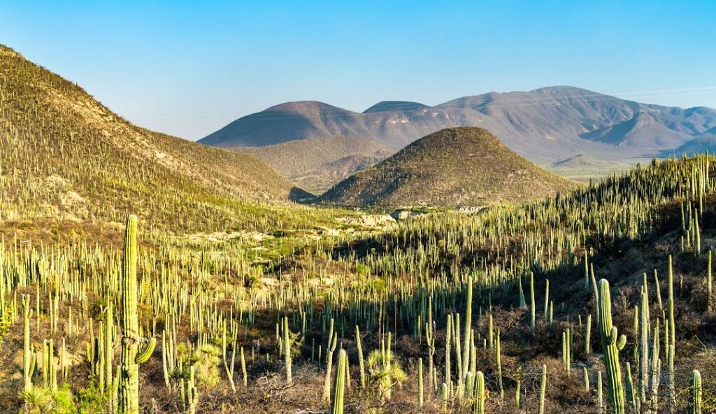 Reserva de la biosfera de Tehuacán-Cuicatlán-2