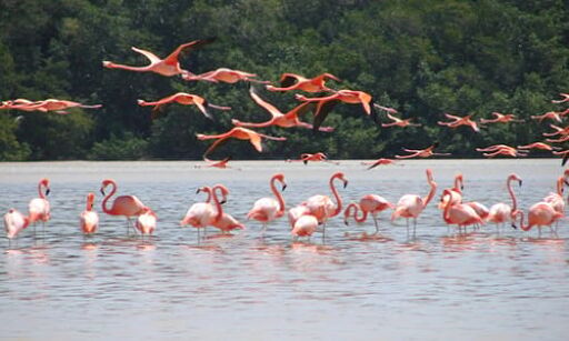 Reserva de la Biosfera de Celestún-0