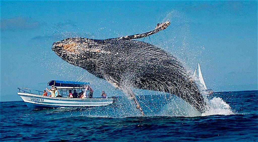 AVISTAMIENTO DE BALLENAS-1