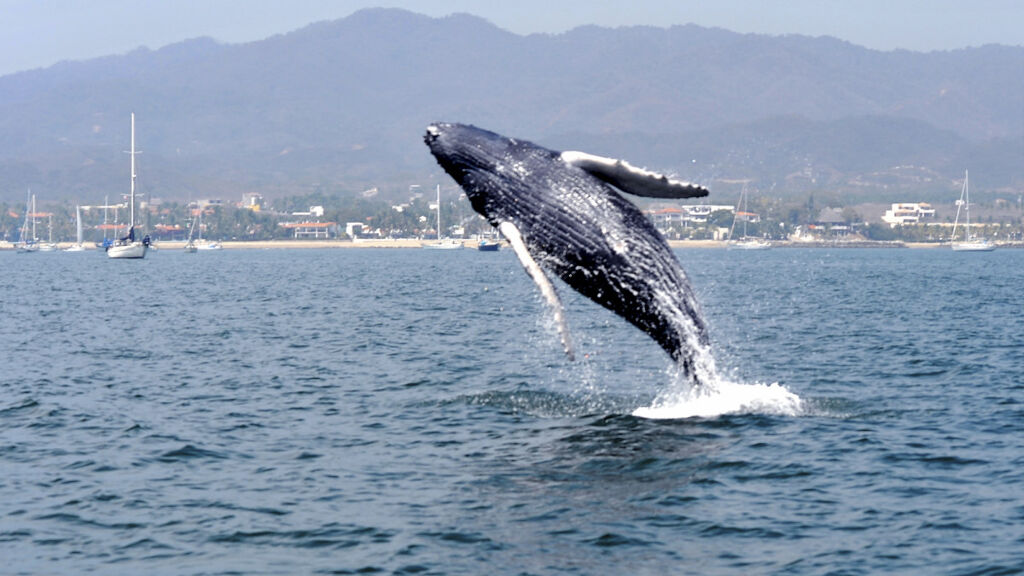 AVISTAMIENTO DE BALLENAS-0