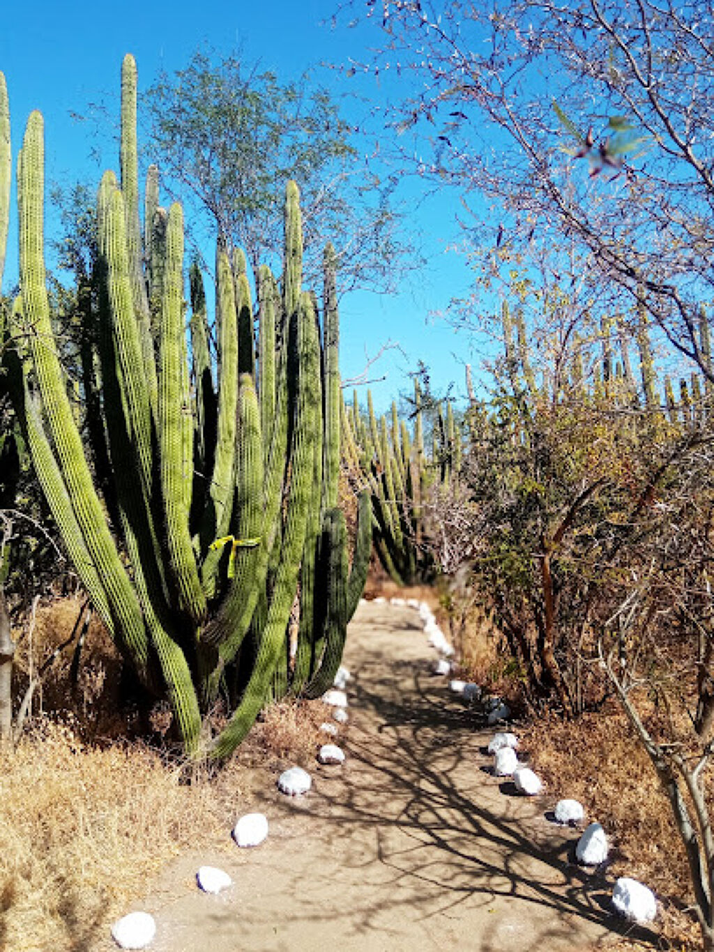 Santuario de los Cactus-0