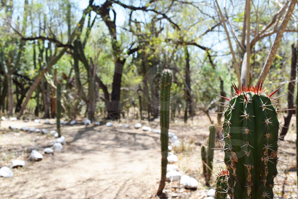 Santuario de los Cactus-1