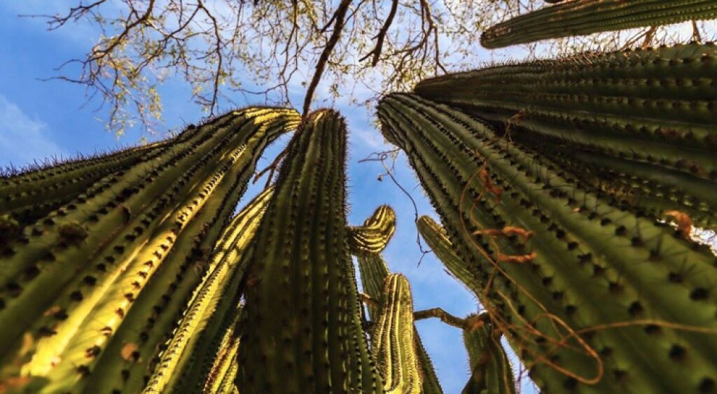 Santuario de los Cactus-2