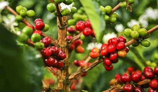 Sigue la Ruta del Café Aristóteles-0