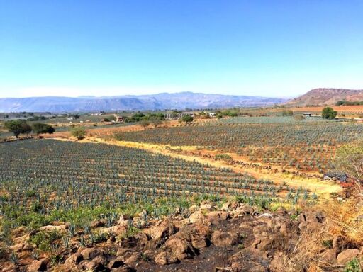 TocaTours Jalisco-0