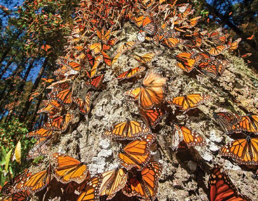 Tours de la Mariposa Monarca-0