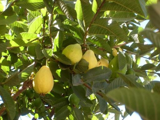 FrutLand, fábrica de dulces-0