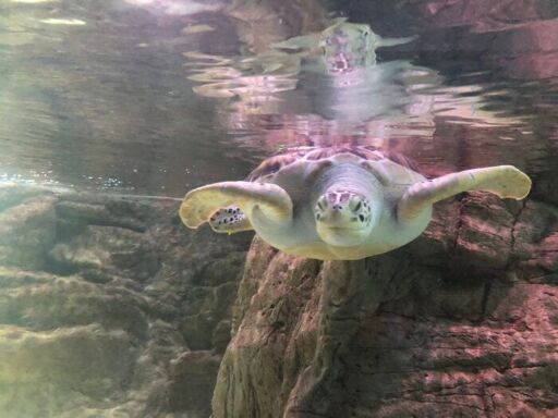 Acuario Inbursa-1