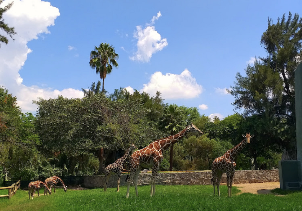 Zoológico de Guadalajara-2