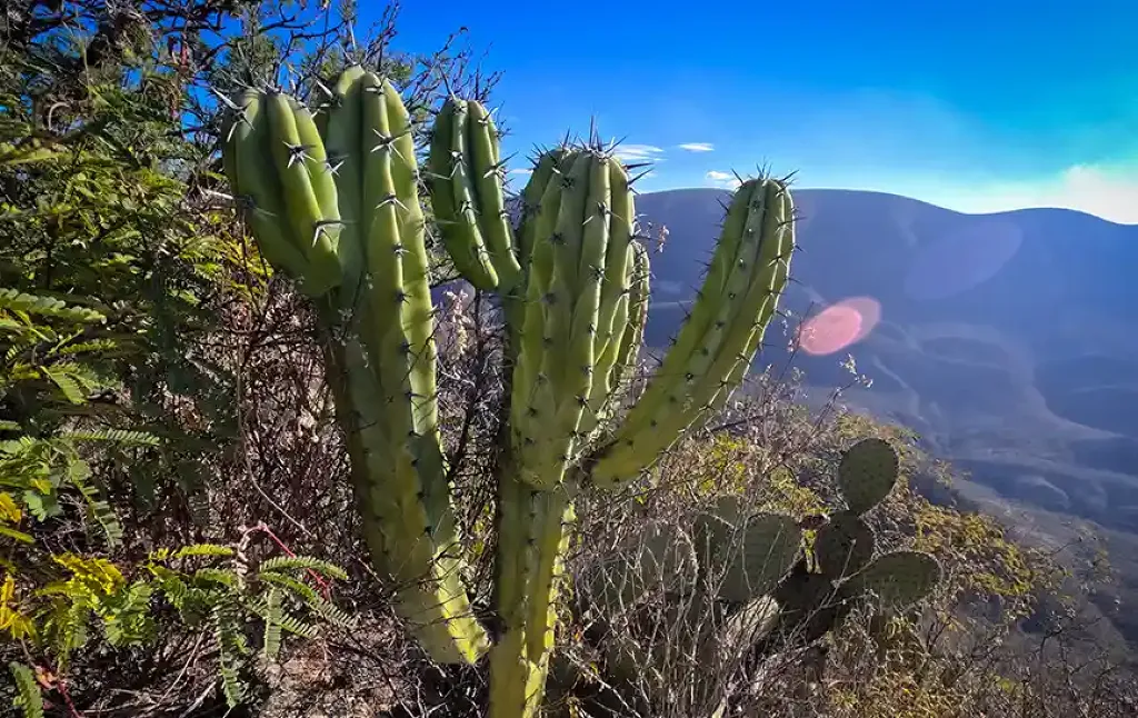 Zona arqueológica de Cuthá-1