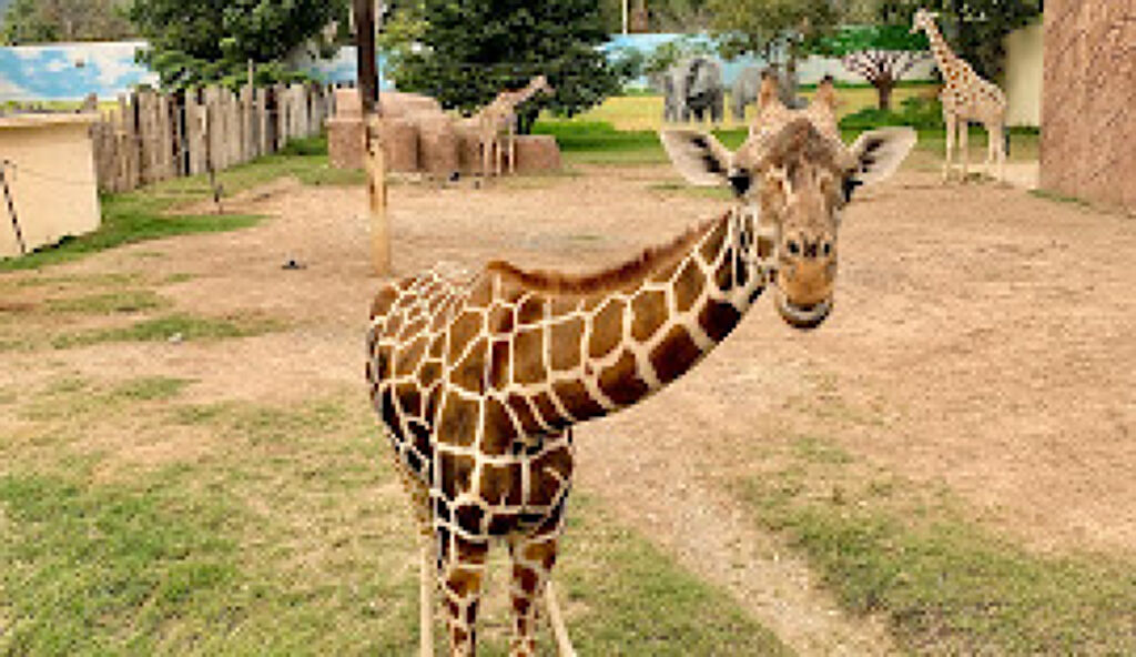 Zoológico Tamatán-2