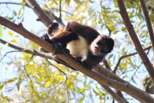 Zoológico Tamatán-0